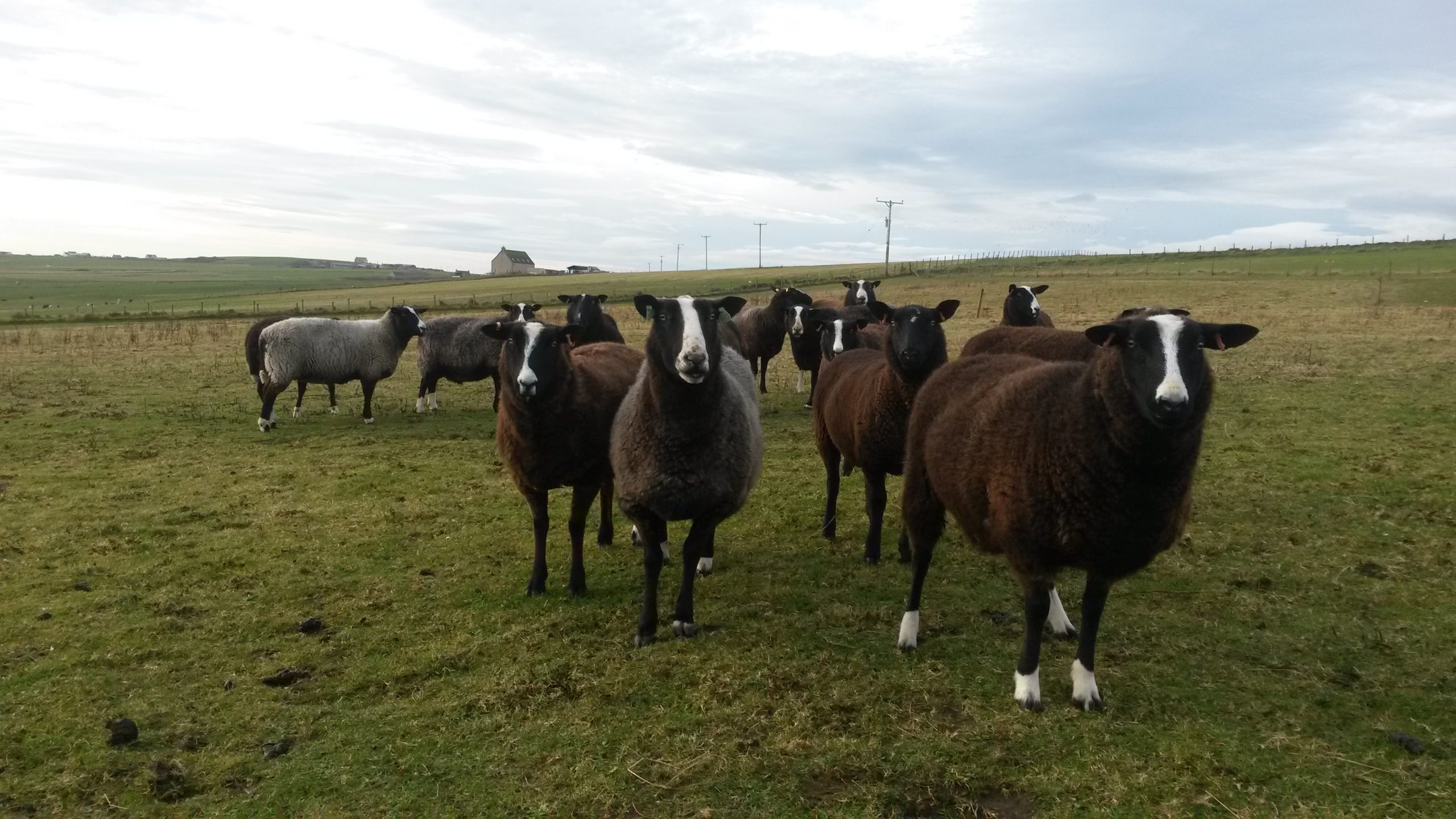 Orkney Tweed fabric and wool goods.